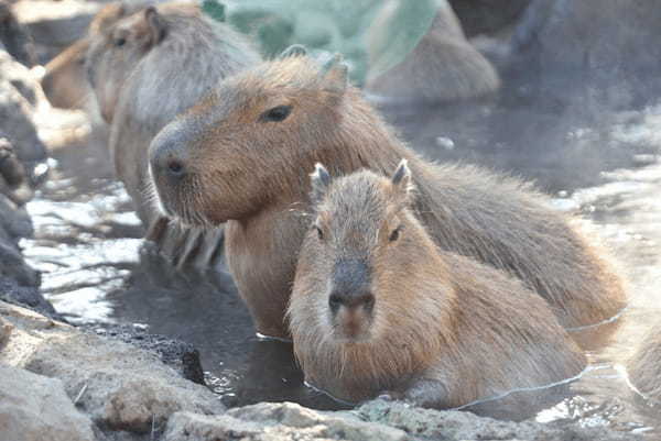 【読めたらスゴイ！】「鬼天竺鼠」とは一体何のこと！？動物園でも人気の生き物ですが・・、この漢字を読めますか？