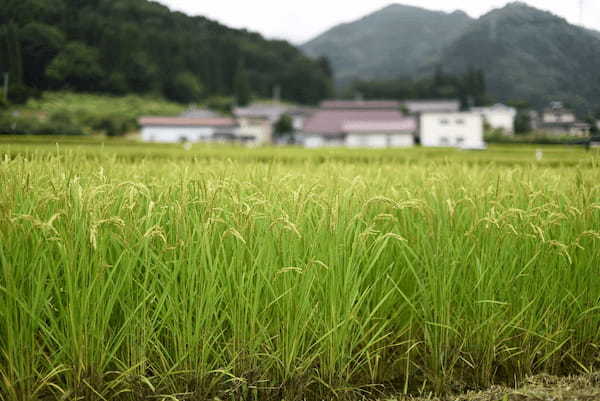 「晴耕雨読」とはどんな意味？理想の生き方ともされる「晴耕雨読の生活」も決して楽な生活ではない！？