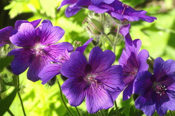 ペラルゴニウムとはどんな花？ゼラニウムとの違いや花言葉は？