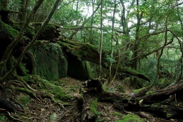 【初めてでも安心】屋久島のトレッキングガイド！準備物やおすすめのコースをご紹介！