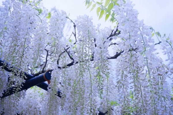 春に咲く「藤の花」の花言葉は?宙にたゆたう姿が美しい藤の花をご紹介!