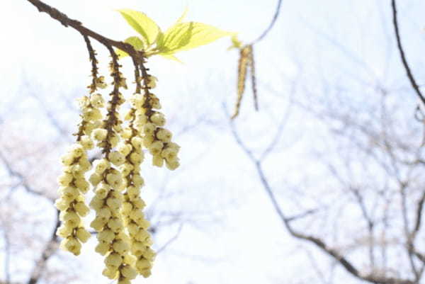 キブシとはどんな花?その花言葉や名前の由来は?