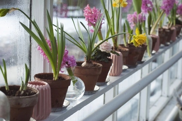 【連載】室内でも楽しめる鉢植えはどれ？初心者にもおすすめの春の花鉢をご紹介