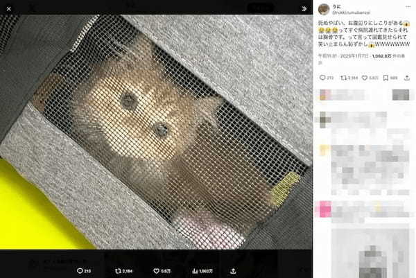 愛猫のお腹にしこりが……！不安いっぱいの飼い主を待っていたまさかの結果