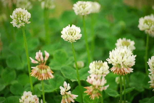 花冠に用いられる「白詰草」と「クローバー」は同じ!?それぞれの名前の由来や花言葉も解説!