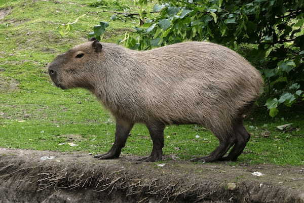 「ヌートリア」とはどんな動物？かわいい姿に見えるけど、害獣って本当？見つけたらどうしたらいいの？