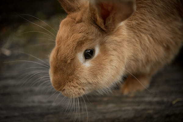 月ではうさぎがお餅つきをしているといわれるけれど・・、その理由はお釈迦様にあった！？