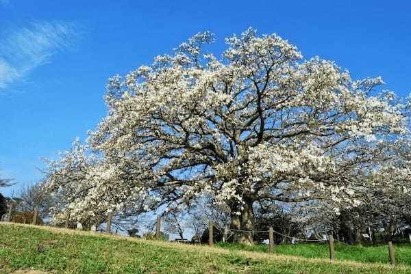 春に咲くのは桜やチューリップだけじゃない!美しく咲く春の花をご紹介