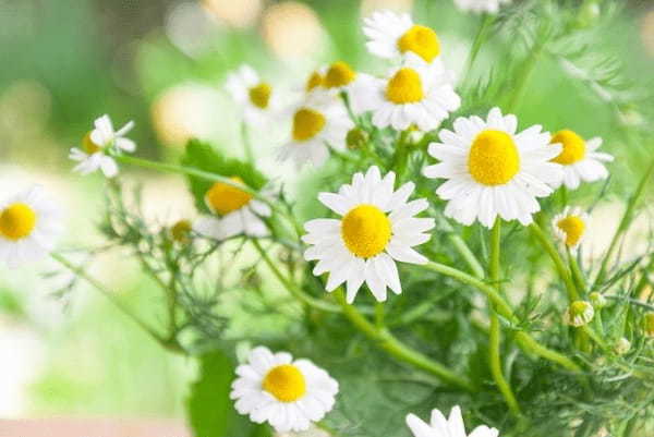 カモミールの花言葉は?世界最古のハーブには力強い花言葉があった!