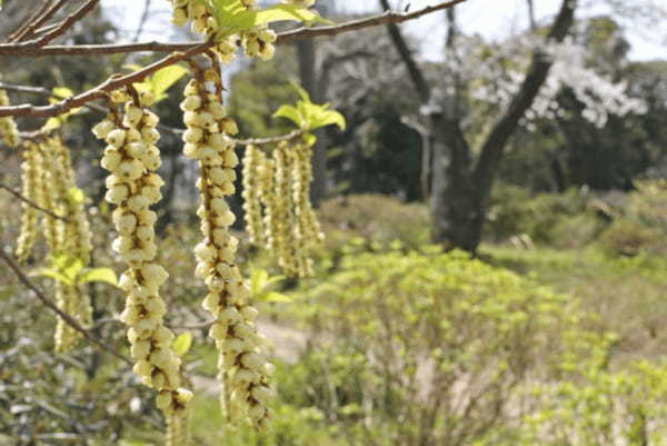 キブシとはどんな花?その花言葉や名前の由来は?
