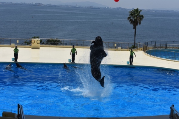 マリンワールド海の中道の完全ガイド！ラッコやイルカに会いに行こう