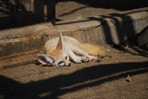 キツネをペットとして飼える？飼い方や値段など気になる情報を総まとめ！