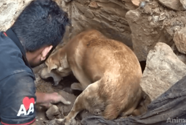 母の愛は偉大！生き埋めになってしまった子犬を必死で救出しようとする母犬が話題に