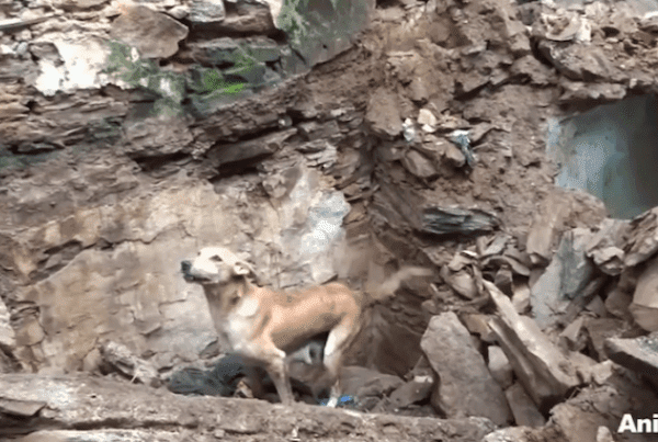 母の愛は偉大！生き埋めになってしまった子犬を必死で救出しようとする母犬が話題に