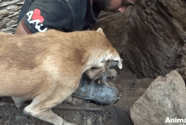 母の愛は偉大！生き埋めになってしまった子犬を必死で救出しようとする母犬が話題に