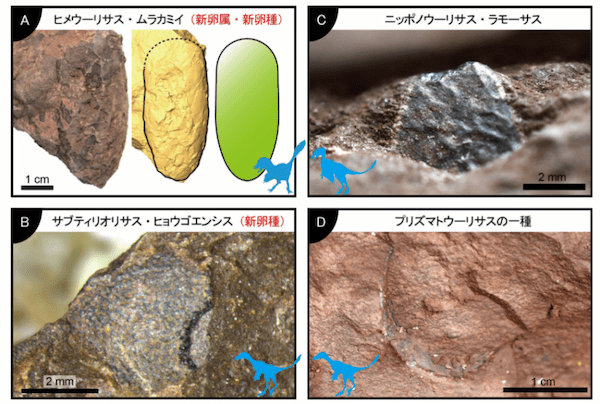 「世界最小」の恐竜の卵化石が兵庫県で発見される！　サイズはウズラの卵ほど