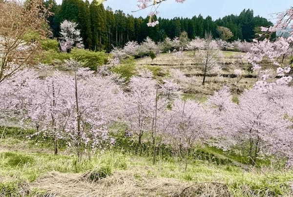 シーズン到来・大分の秘境の地に誕生した新名所「長湯温泉しだれ桜の里」