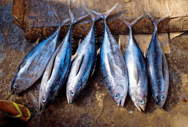 「赤身」と「白身」の魚の違いは、成分の違いと泳ぎ方の違いにあった!!