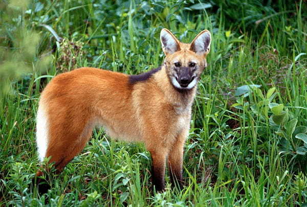 名前はオオカミ、姿はキツネ似の「タテガミオオカミ」とはどんな動物？？