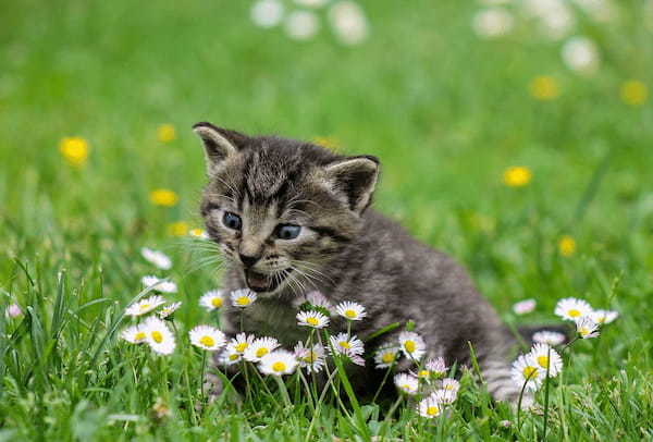 「猫を被る」とはどんな意味の言葉?その類義語は?