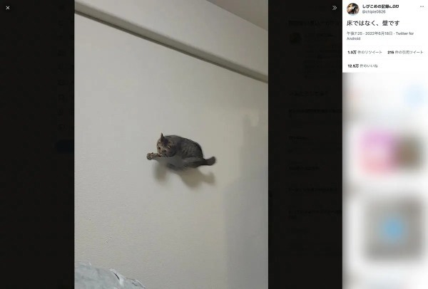 ニンニン!ならぬミャンミャン! 飛び上がって壁を走る忍者猫