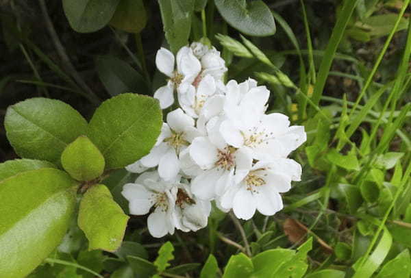 シャリンバイとはどんな花？その実はどんな風に使われるの？花言葉はなに？