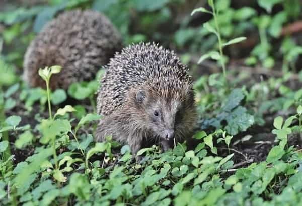 ハリネズミを飼いたい!ペットにおすすめの種類や飼い方、寿命についても解説!