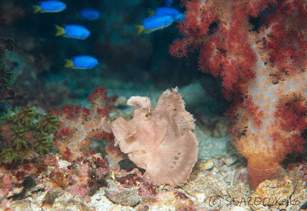 【高知県・柏島】ダイバー必見！2023年冬、全国各地のガイドたちが薦める海はここだ！ 連載No.19