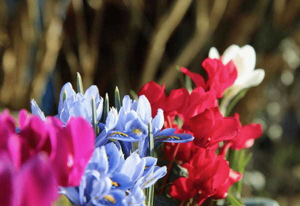 冬を彩る「シクラメン」、その花言葉は怖いもの?プレゼントにはよろしくないとはどういうこと?