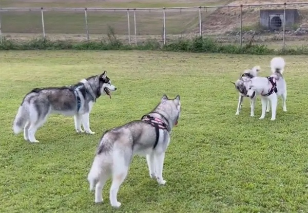 「順番まだ～？」順番待ちをするハスキー犬がかわいい