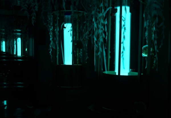 「発光生物のランプ」　幻想的な照明器具をフランス企業が開発！