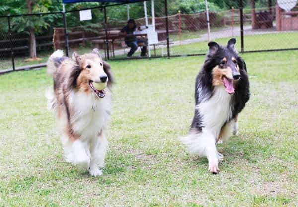 【東海版】ペット飼育者に人気のおでかけスポット一覧!愛知県・岐阜県・三重県・静岡県