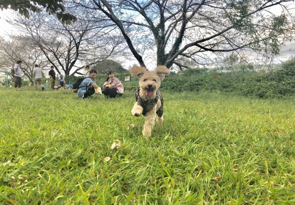 犬猫の癒し動画が見れる人気ペットTikToker(ティックトッカー)インフルエンサーアカウントランキング！利用者数や運営会社も解説