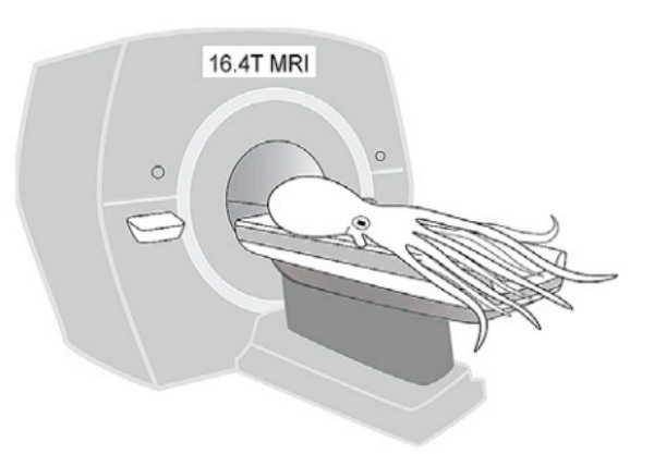タコをMRIにのせて種ごとの脳構造の違いを調査