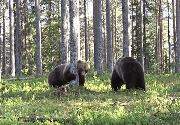 大迫力！！フィンランドで撮影された巨大なヒグマ同士のガチ喧嘩が怖すぎる！