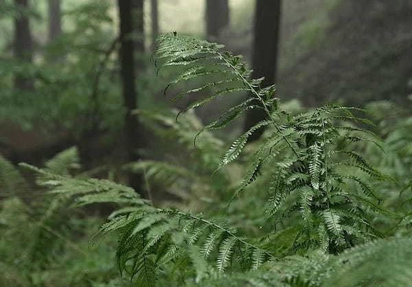 雨の日登山って大丈夫？安全な楽しみ方や、冷え対策などの注意点も解説！