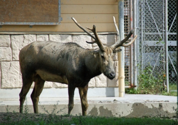 シフゾウは日本の動物園にもいる、野生から一度姿を消した幻の動物！