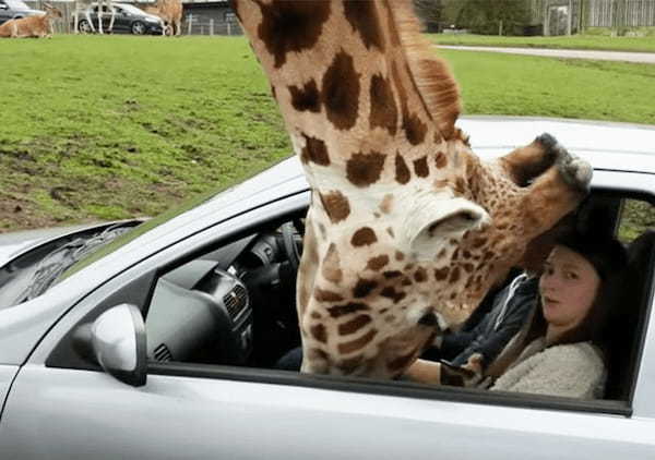 サファリパークでキリンが車に顔を突っ込んできた！運転手がとっさにとった行動の結果大変なことに！！