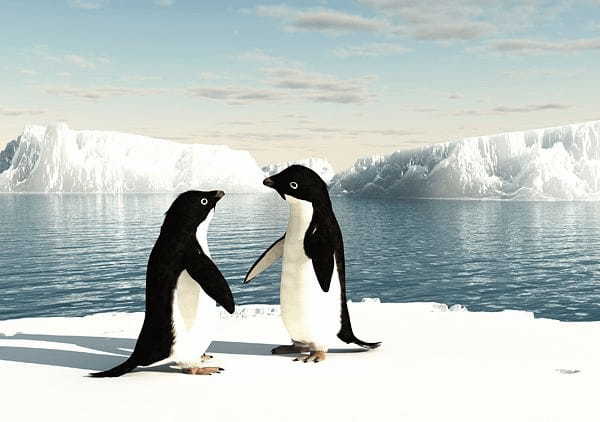 大迫力の南極の氷山と、愛らしいペンギンでほっこり癒される♪