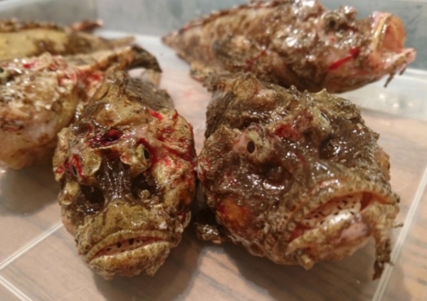 「虎魚」とはどんな魚?なぜその読み方は「オコゼ」となるの?その由来とは!!