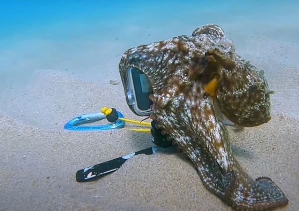 海底に置かれたカメラ。これが気に入ったのか、タコが「これは自分のものだ！」とばかりにギュッとカメラのことを抱きしめてしまいました！！