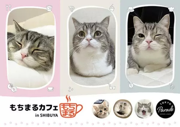 渋谷パルコ、YouTubeで最も視聴された猫「もちまる」とのコラボカフェを開催