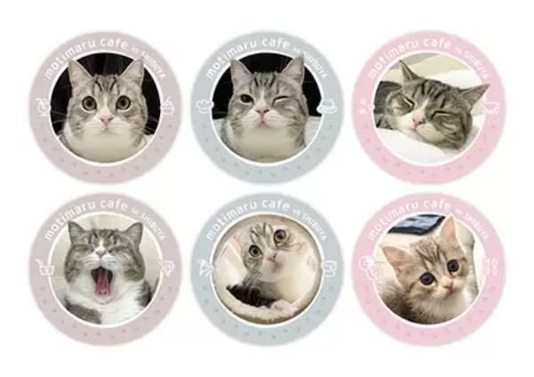 渋谷パルコ、YouTubeで最も視聴された猫「もちまる」とのコラボカフェを開催