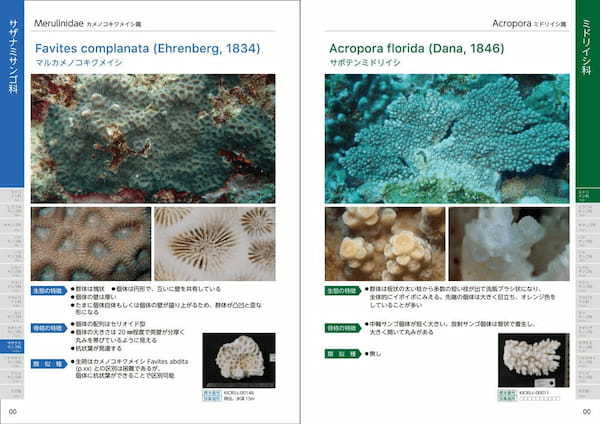 100年後に残す。喜界島のサンゴの”今“を記録した『喜界島 海と陸の造礁サンゴ図鑑』