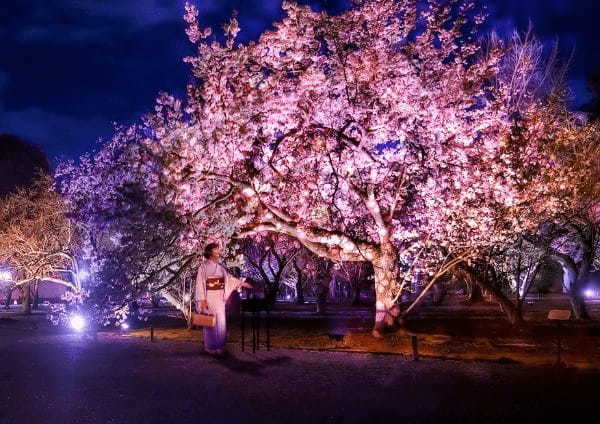 ネイキッド、体感型アート展「NAKED FLOWERS 2023 桜 世界遺産・二条城」の体験メニューなど発表