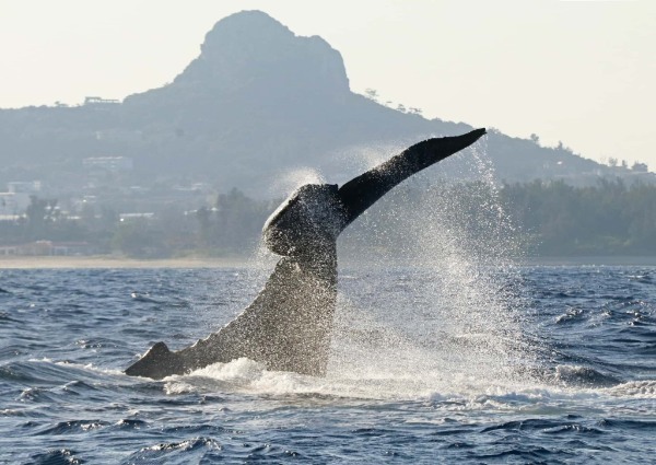 ザトウクジラの個体数は増えている?減っている? ホエールウォッチング・スイムの与える影響とは