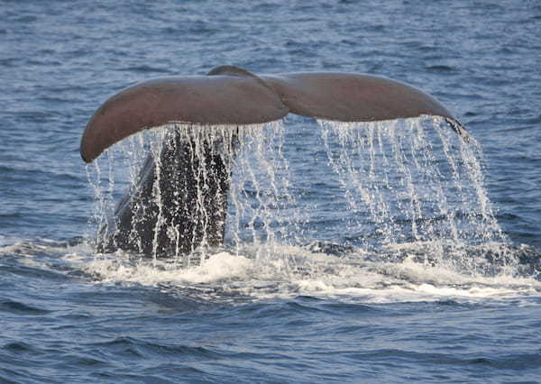 貴重映像！推定体重４０ｔのザトウクジラが全身を水面から出し宙を舞っている姿を捉えた！