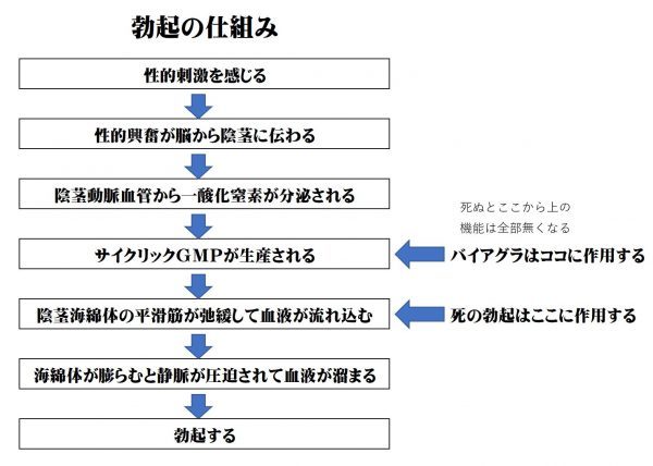 死んでから勃起する「デス・エレクチオン」で有名になった人々… 男の死姦が超絶困難な理由とは?=亜留間次郎