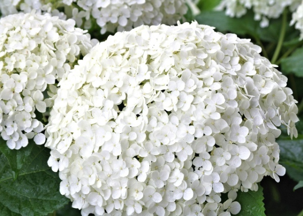 白い紫陽花「アナベル」の色の変化は他の紫陽花とは理由が異なる!しかも他にも違いがあるようで・・?