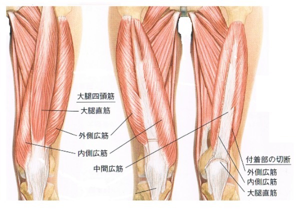 スクワットダイエットは毎日やるの？やり方・効果を事例を元に徹底解説！